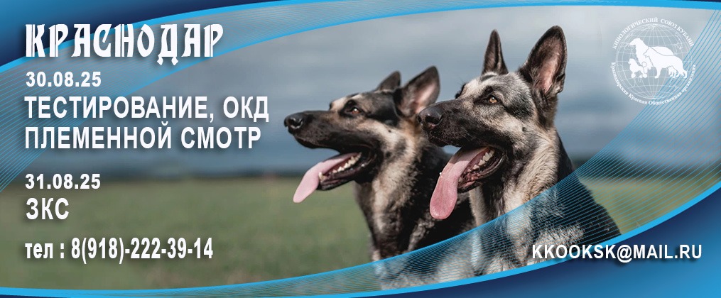 ЗО-31.08.2025 — ПЛЕМЕННОЙ СМОТР, ТЕСТИРОВАНИЕ, ОКД, ЗКС